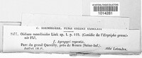 Oidium monilioides image